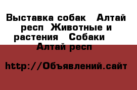 Выставка собак - Алтай респ. Животные и растения » Собаки   . Алтай респ.